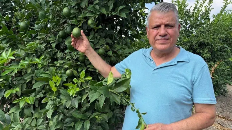 Limon Üreticisi Kara Kara Düşünüyor! Maliyeti 10 Lira, Verilen Fiyat 5 Lira